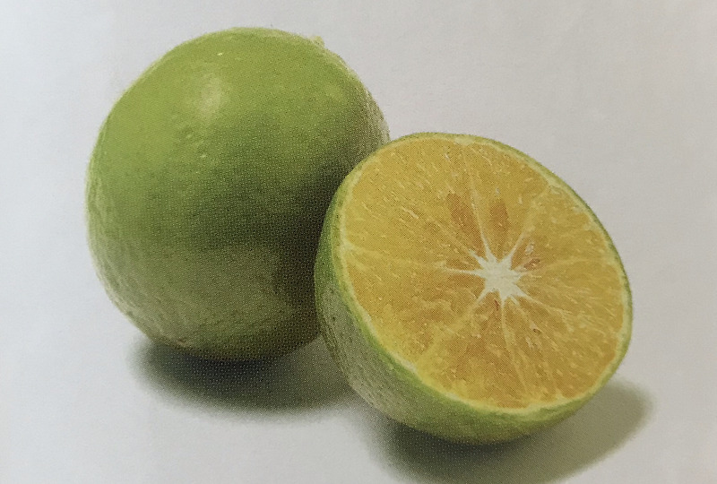 [칼라만시]Calamansi [시트론]Citron