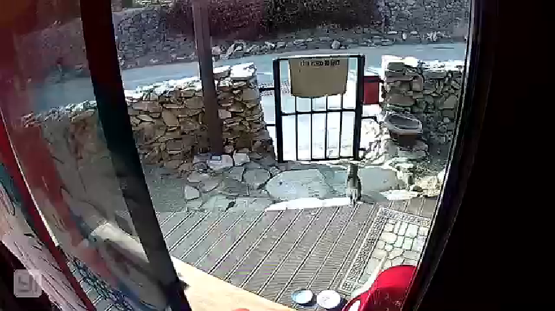 [동영상] 집을 찾아오는 길냥이들(CCTV)