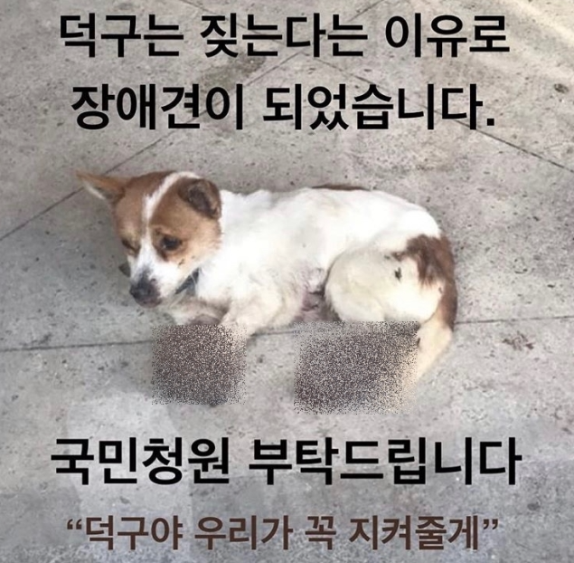 충격적인 강아지 학대 덕구 사건~! 동물보호법 강화 국민청원~!