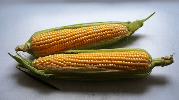 옥수수 효능 8가지