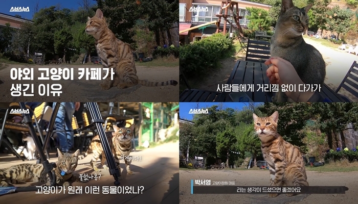 한국 최초 야외 고양이 카페