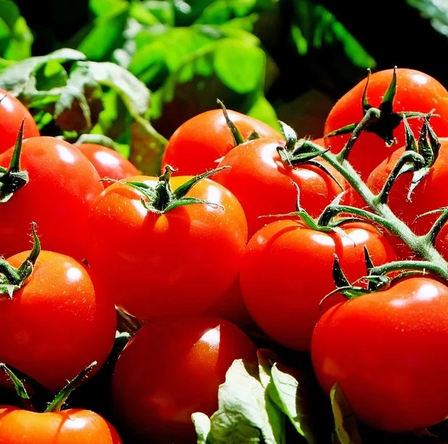 토마토 효능 방울토마토 과하나 채소 한개 칼로리 성분 좋은정보