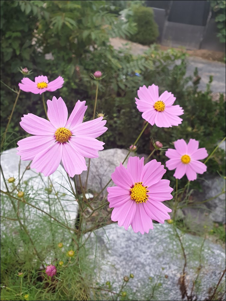 가을온다 안동점집 도연산당