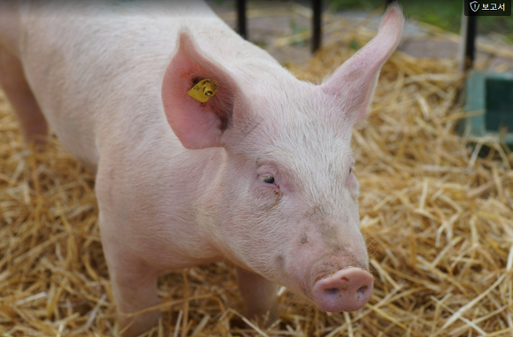 생생정보 이피디가 간다 복을 부르는 돼지여행 돼지박물관 2월 12일 방송