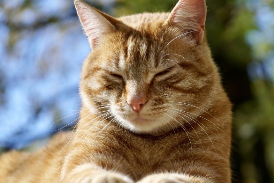 고양이 눈부음 원인과 증상