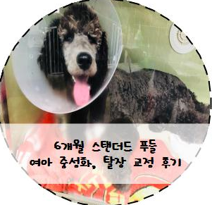 [강아지중성화/강아지가면장수술] 6개월 정보