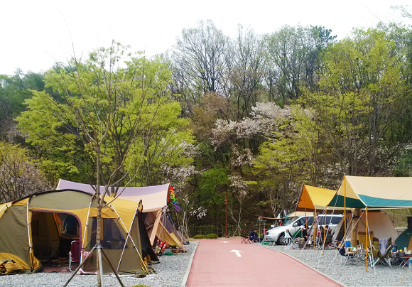 6시내고향 경기 성남 도심속캠핑 오토캠핑장 꽃빛축제 야생화전시 식물원 3월 21일 방송