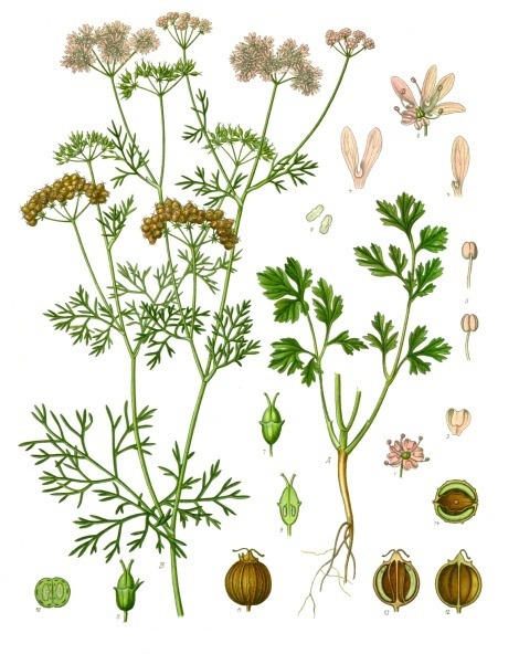 [성경의 식물] 깟씨,고수(coriander seed)