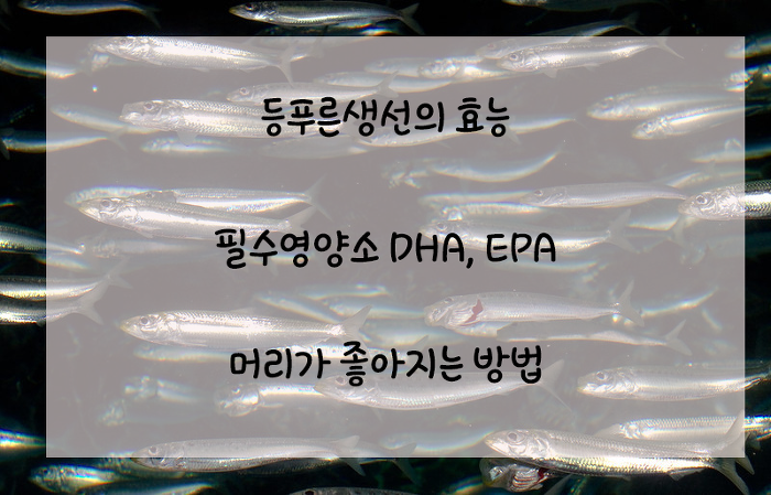 등푸른 생선의 효능, DHA와 EPA 알아보자