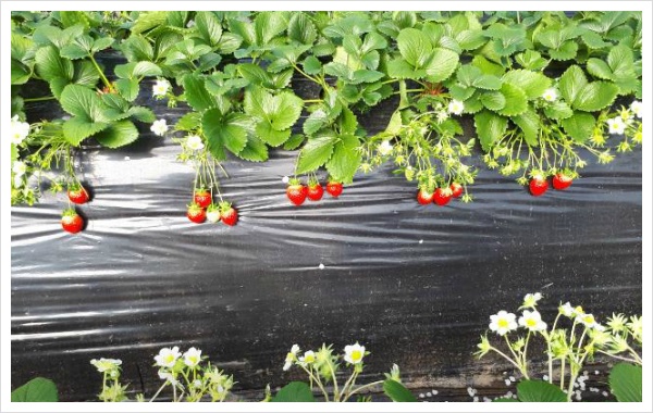 알짜왕 유기농딸기파는곳 유기농딸기체험