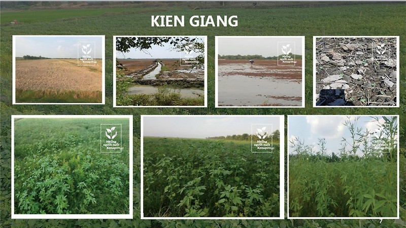 현재 시험 재배 농장 지역 _ 베트남 케나프 농장