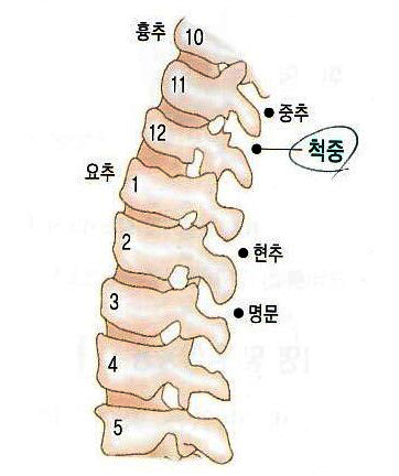 6. 척중(脊中) - 신천침법 상봉경희한의원