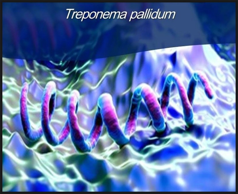 비뇨기질환정복1장 성병균- treponema pallidum(매독균)의 증상과 치료