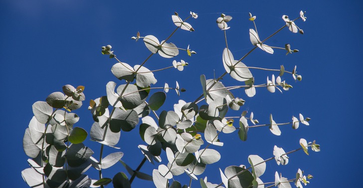 유칼립투스 잎마름 관리방법과 인테리어로 활용도 가능!