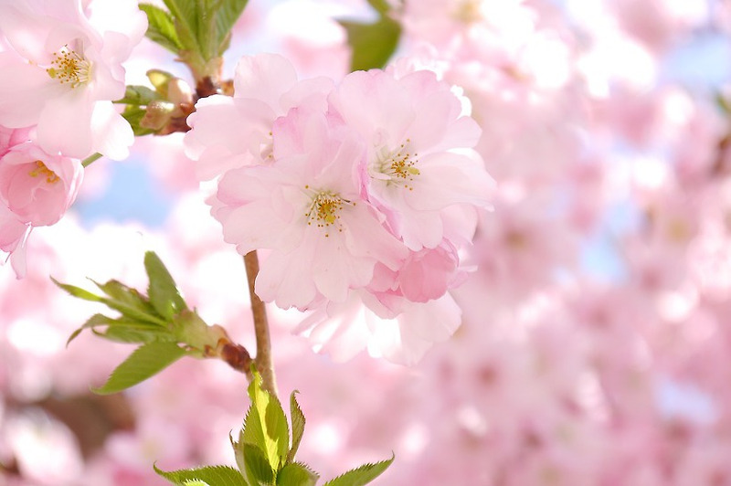 벚꽃 이미지 사진, 벚꽃 그림 이미지 벚꽃나무 일러스트, 벚꽃잎 일러스트, 벚꽃 꽃말