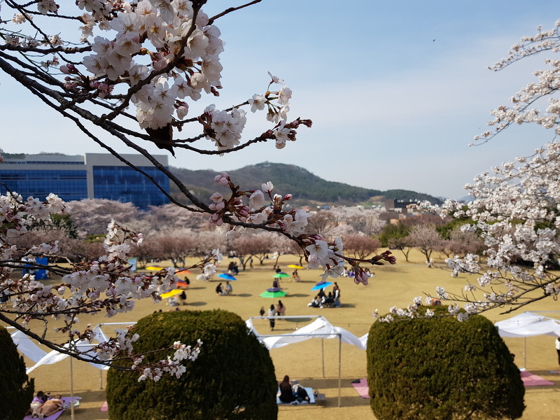 천안 아산 벚꽃 놀이 - 순천향대 벚꽃축제