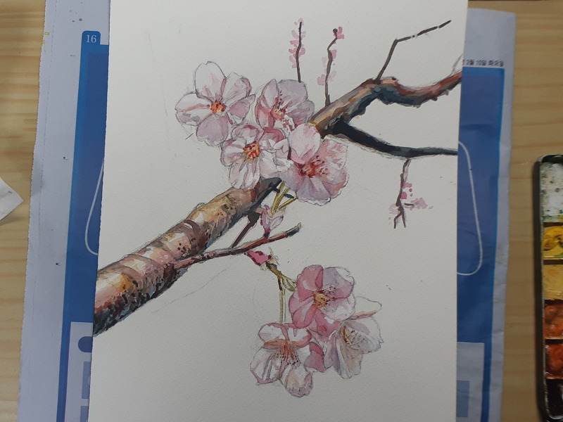 봄 벚꽃 수채화(채색)