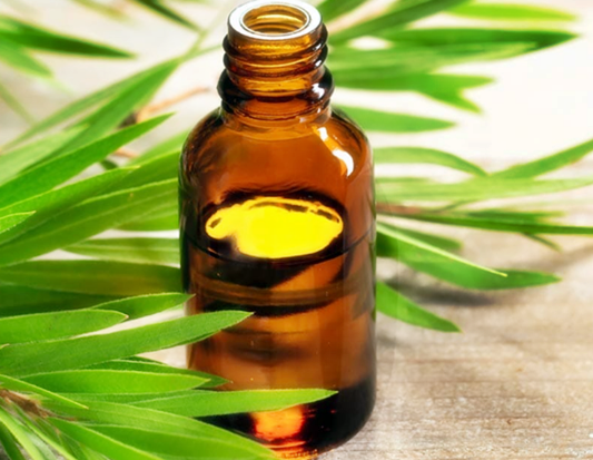 티트리 오일(tea tree oil) 효능 및 티트리오일 사용법