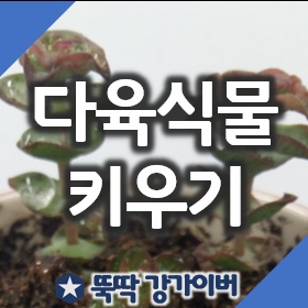 다육식물 키우기 초보자 주의사항