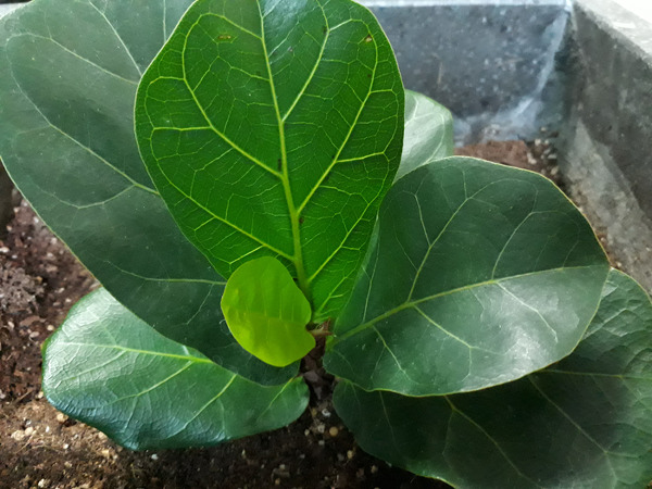 키우기 쉬운 공기정화식물 떡갈 고무나무 잎