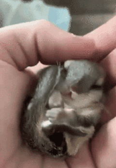 하품하는 아기다람쥐