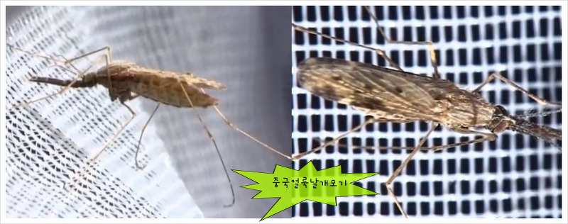 모기시리즈3-얼룩날개모기-말라리아