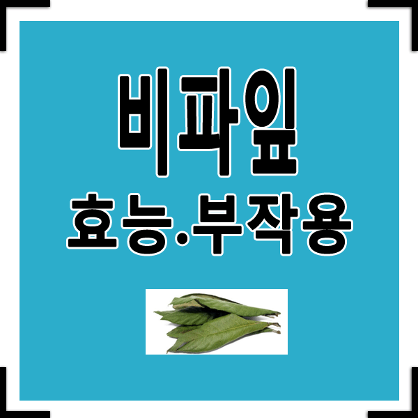 비파잎효능 9가지및 부작용 알아보기