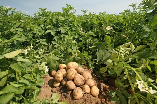 감자의 수확부터 관리까지 알아보는 감자재배 정보