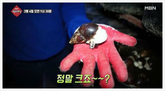 생생정보마당 식용달팽이 파는곳 신부자 달팽이