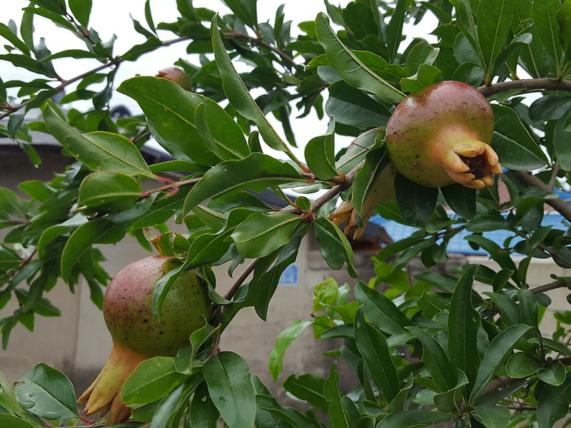 석류나무 열매가 잘 크고 있어요.