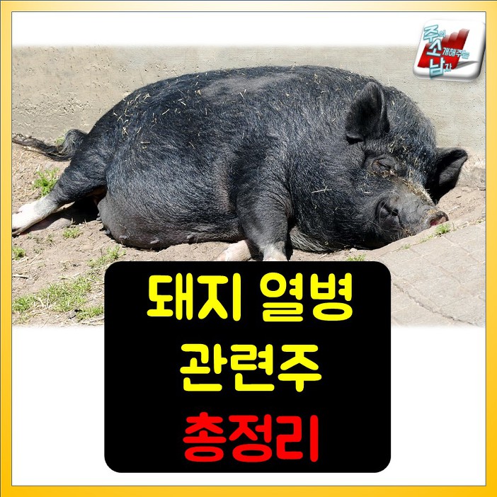 [카드뉴스]돼지열병 관련주 및 테마주 총정리(Feat. 파주 확진)