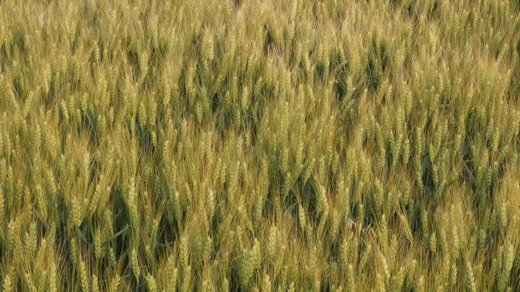[성경의 식물] 밀(wheat, grain, corn)