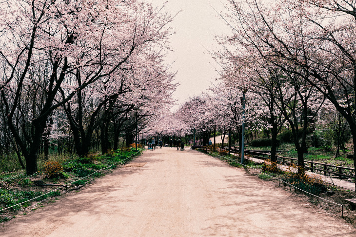 서울 가볼만한곳, 서울숲 벚꽃