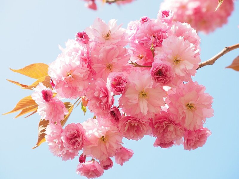 2020년 지역별 벚꽃 개화 시기 및 명소 알아보기
