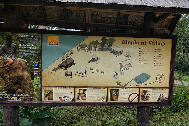 [라오스#16] 루앙프라방 엘리펀트 빌리지(elephant village) 코끼리 체험-1