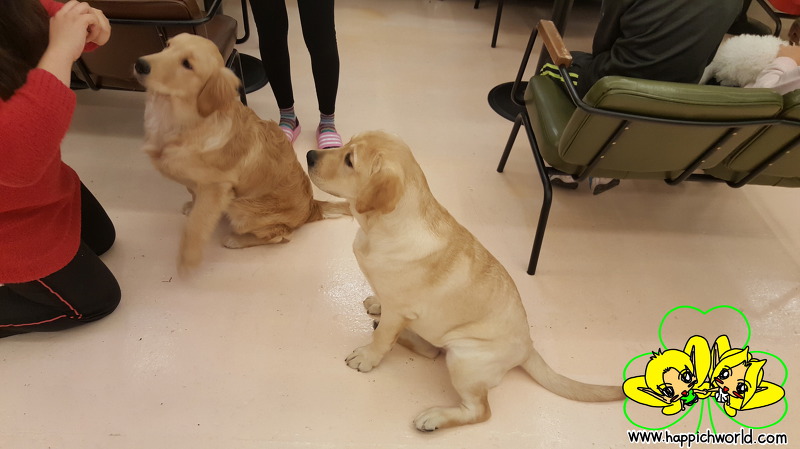 [161204] 메리와 크림이가 얌전히 앉아 있는 것을 보니.....