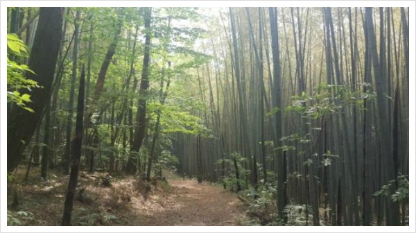 6시내고향 부산 기장 숲 숲체험