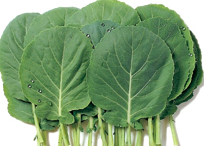 [건강정보] 케일(kale)녹즙 효능 및 부작용