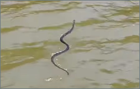 뱀은 팔다리가 없는 데 어떻게 수영을 하는 걸까요?