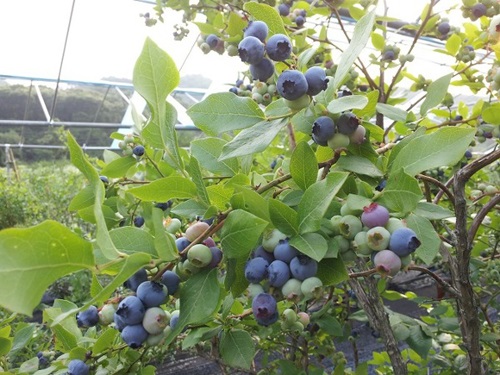 안토시아닌 블루베리 먹는법 블루베리 재배법