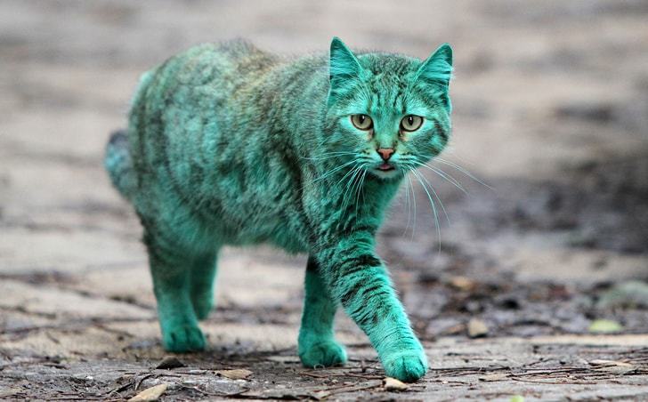 형광색(에메랄드빛) 고양이 목격 미스테리한 새로운 품종 발견