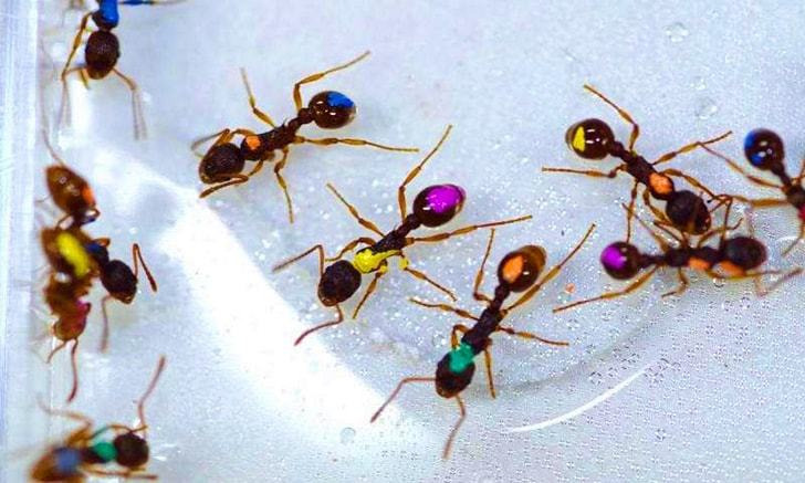 개미키우기 과학자가 밝혀낸 개미 40% 배짱이 설의 실체