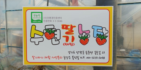 경기도 양평군 용문면 화정리 736-1번지 수현 딸기 농장 체험