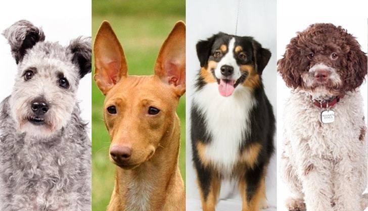 미국컨넬클럽에 등록된 신규 강아지 품종 4가지