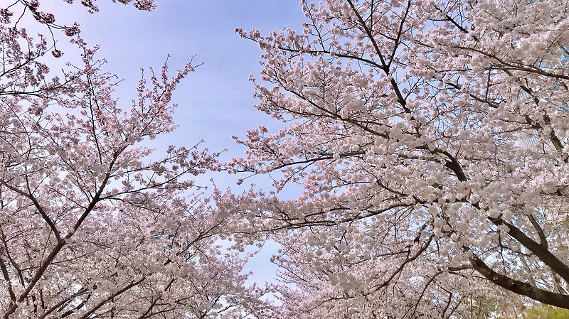 2019石村湖桜祭り！석촌호수 벚꽃축제! 잠실 롯데타워과 롯데월드를 배경으로 벚꽃 사진 찍기!
