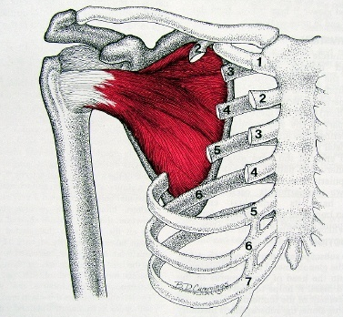 견갑하근(찾기 힘든 팔통증과 어깨통증의 원인 오십견 유사통증) 좋네요