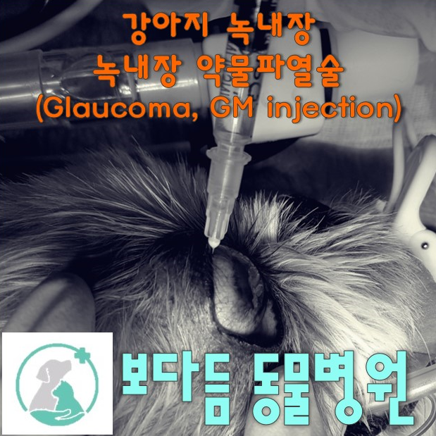 강아지녹내장(Glaucoma),녹내장종류,녹내장약물파열술(GM유리체주사)/안압이 높아 안 좋구만