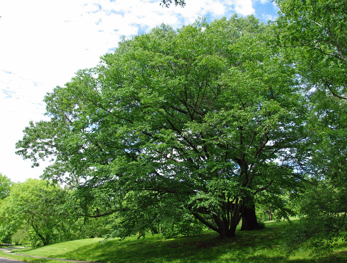 [성경의 식물] 박달나무(birch)