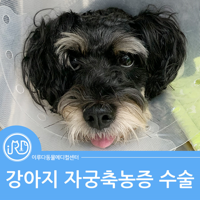 경기도 동물병원 :  좋은정보