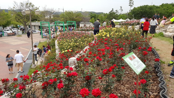 안산 노적봉폭포공원 장미원과 폭포 데이트 / 경기도 안산 가볼만한 곳